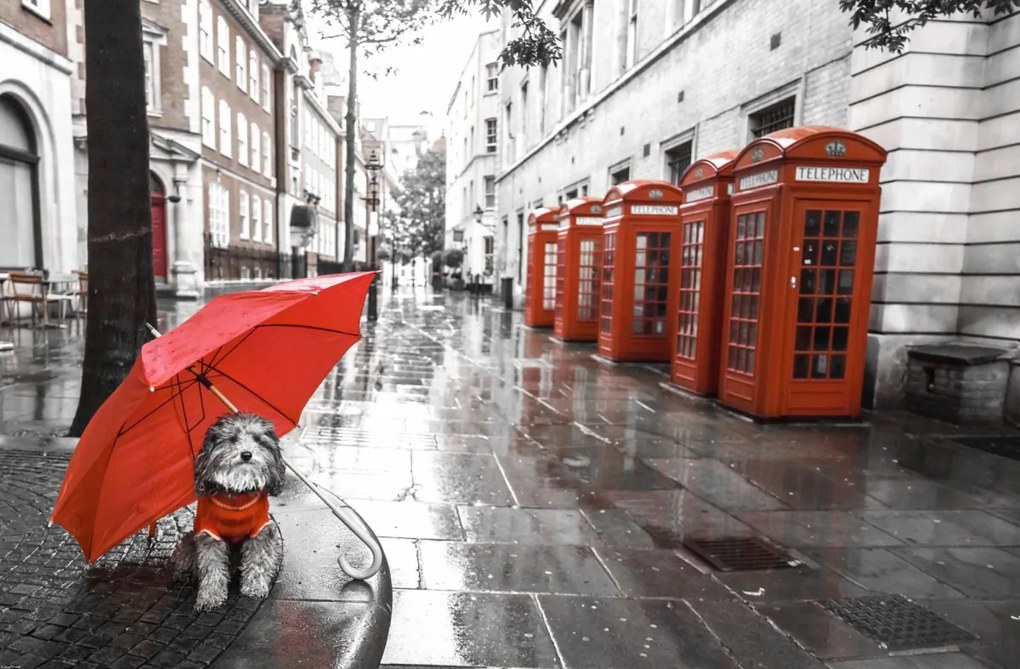 Poszter 91,5x60cm Kutya esernyővel a londoni utcán, Assaf Frank