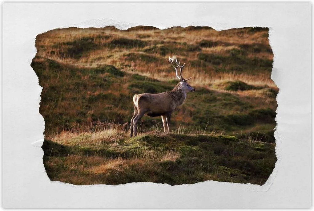 Poszterek 90x60 Szarvas a természetben Vadászat