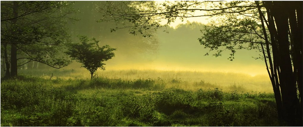 Kép - Ébredő erdő (120x50 cm)
