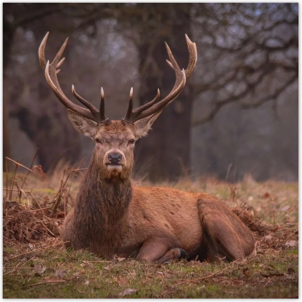 Poszterek 100x100 Szarvas felszarvazott