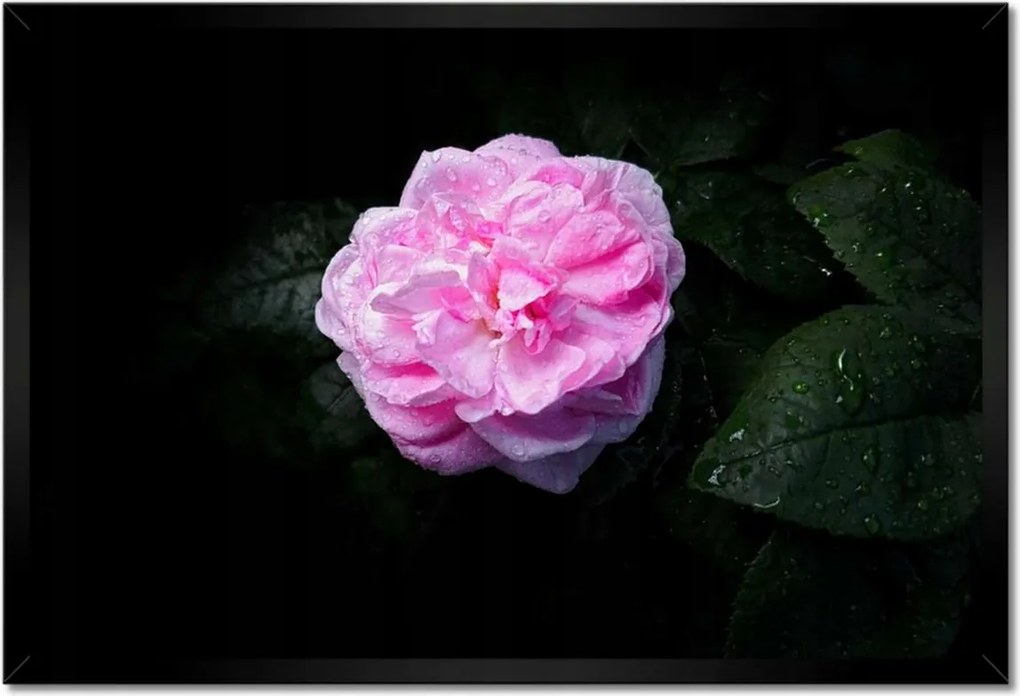 Poszter keretben 60x40 Rózsaszín bazsarózsa cseppekkel