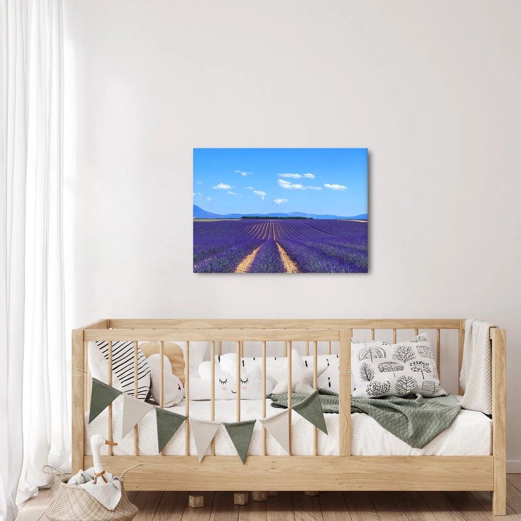 Kép - Levendula mező (70x50 cm)