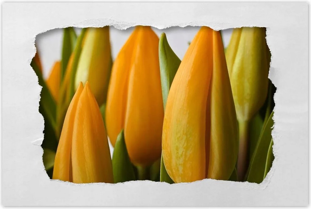 Poszterek 120x80 Sárga tulipánok