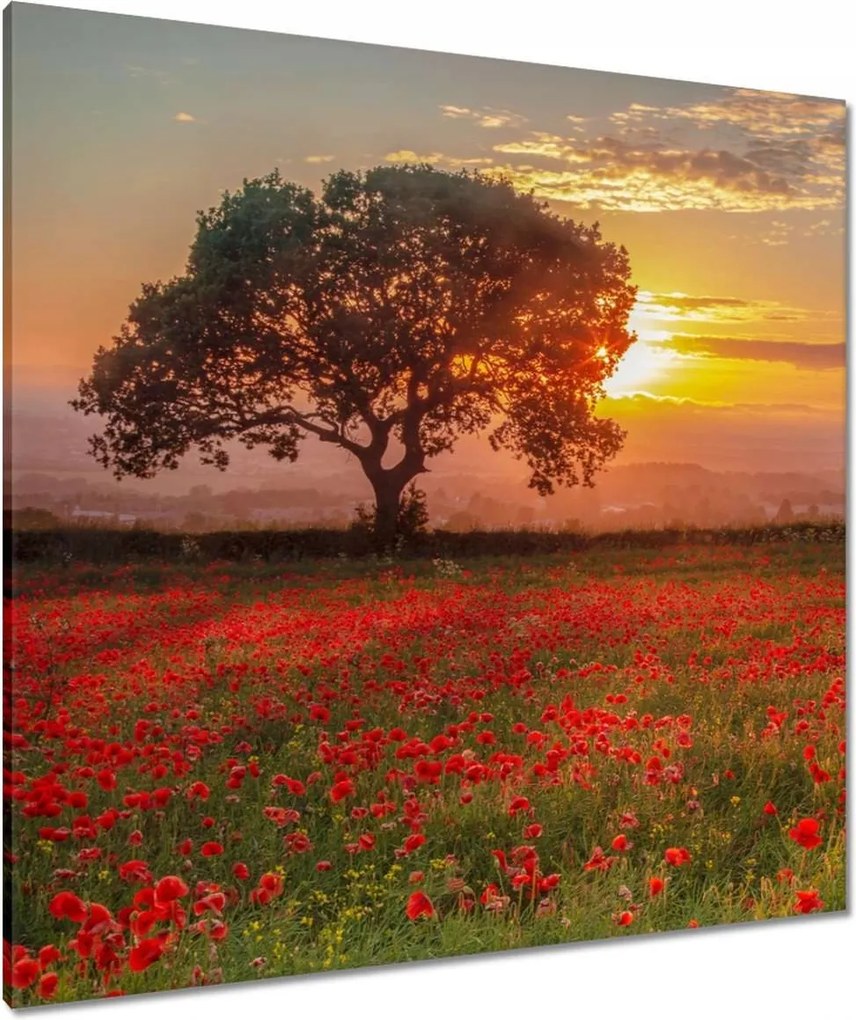 Vászonkép 90x90 Pipacsok a mezőn Tájkép