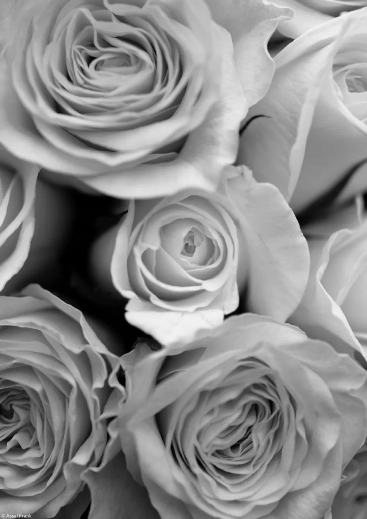 Poszter 21x29,7cm Közelkép rózsafüzérhez, Assaf Frank