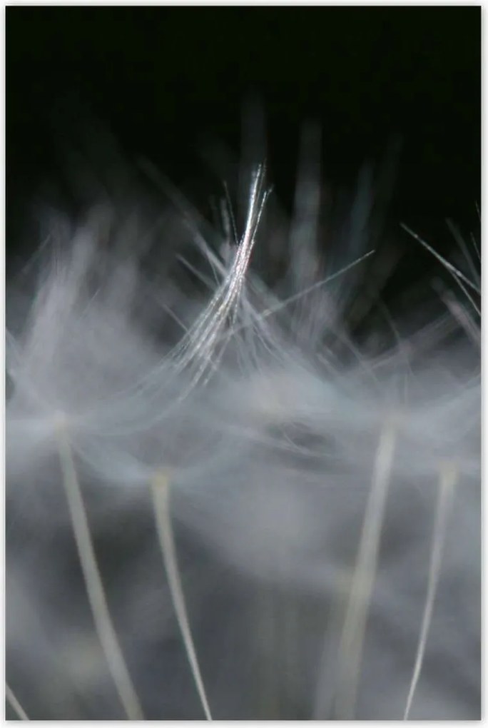 Poszterek 80x120 Pitypang Virág Virágok