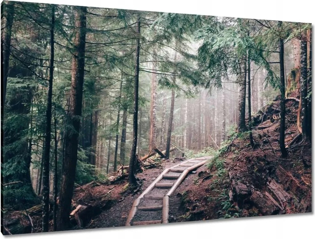 Festmények 120x80 Erdei ösvény