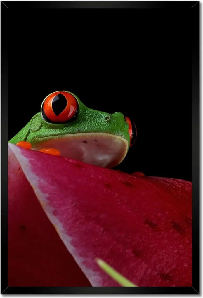 Poszterek keretben 40x60 Béka a levél mögé rejtve