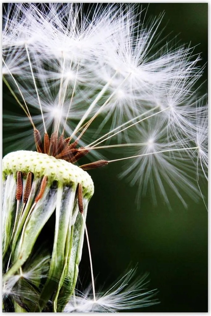 Poszterek 80x120 Pitypang Virág Virágok