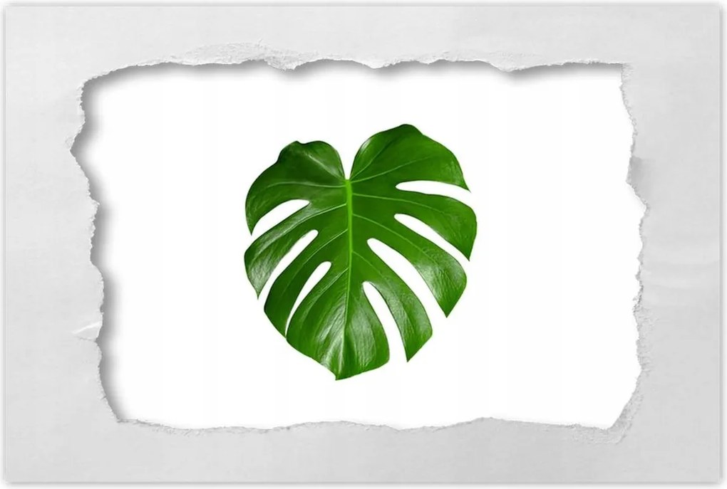 Poszter 60x40 Monstera Lyukas levelek