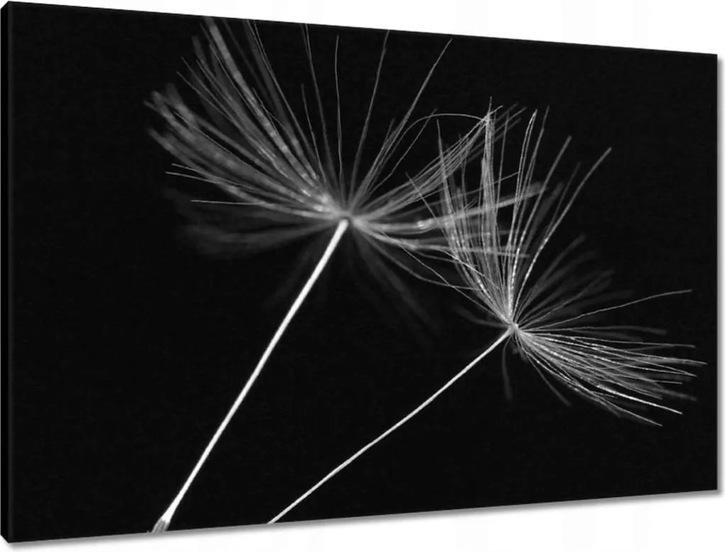 Vászonkép 90x60 Pitypang Virág Virágok