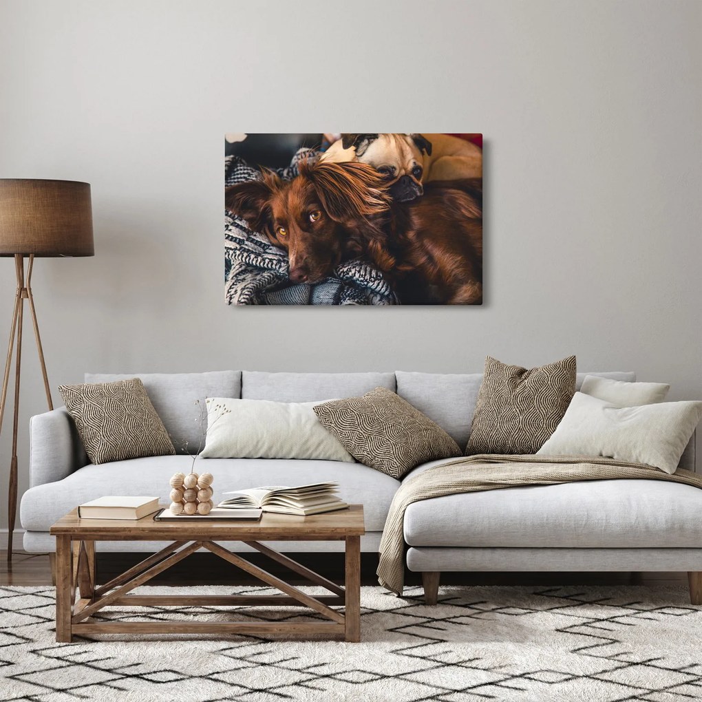 Egy kép fekvő kutyákról (90x60 cm)