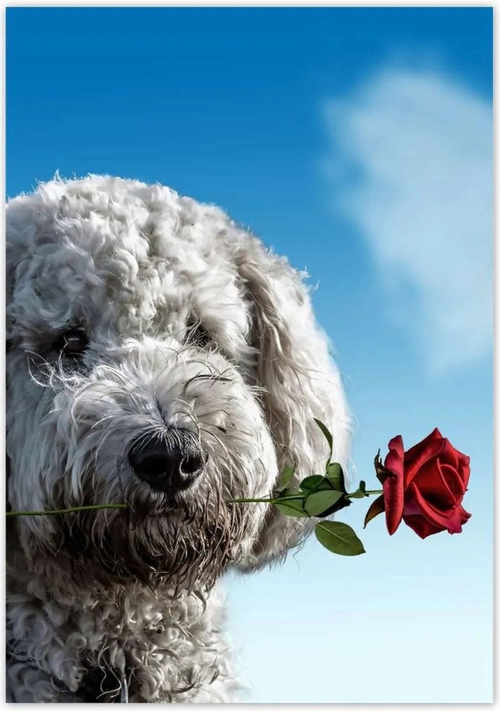 Poszterek 70x100 Szerelmes korcs szerelem