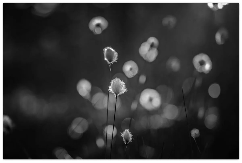 Kép - Pamutfű a réten (90x60 cm)