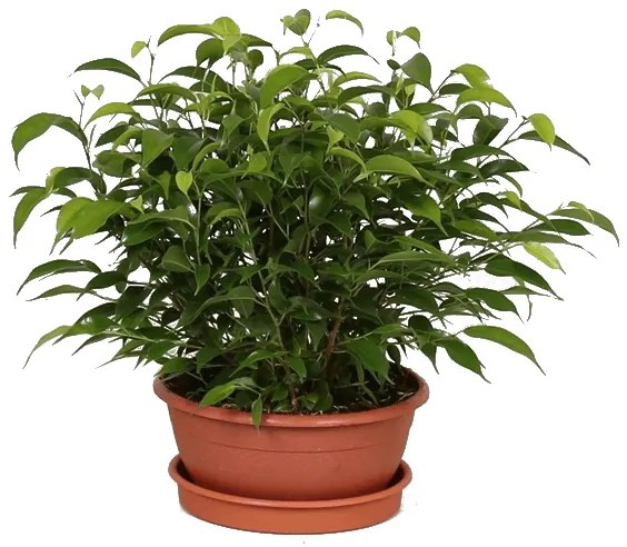 IBH KISLEVELŰ FIKUSZ NATASJA CS:17CM FICUS NATASJA