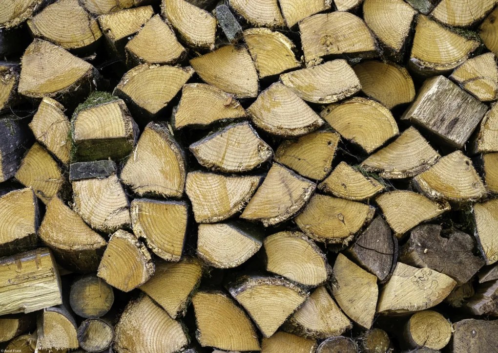 Poszter 42x29,7cm Fa rönkök, Assaf Frank