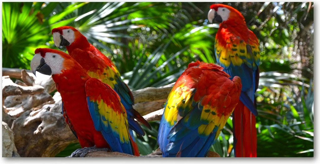 Fotó-kép edzett üveg Papagájok Ary 140x70