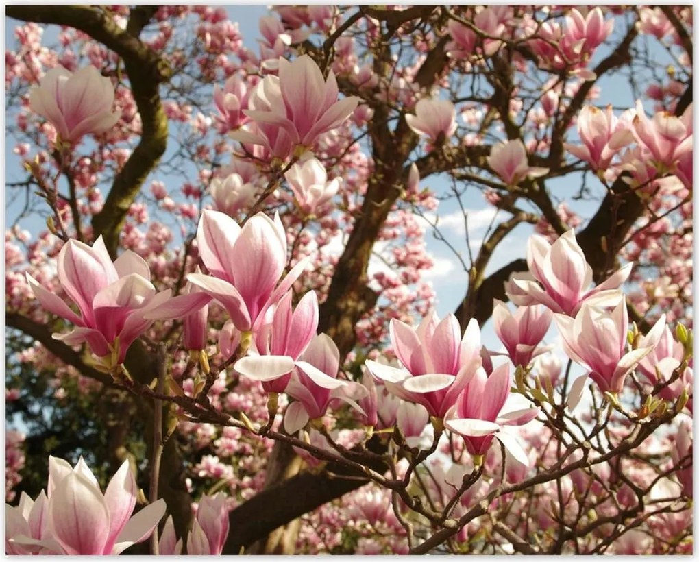 Poszterek 50x40 Magnólia Virágok Kék