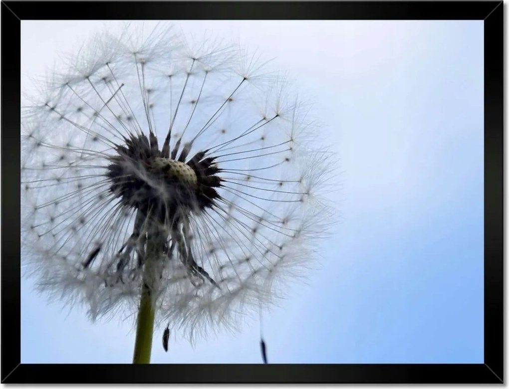 Poszterek keretben 40x30 Hétköznapi pitypang