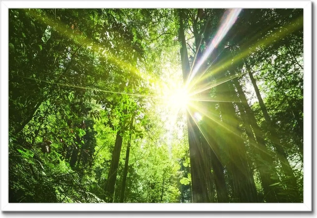 Poszterek keretben 60x40 Varázslatos erdő Tájkép