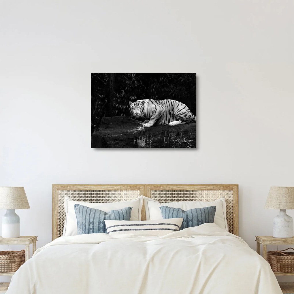 Kép - albínó tigris, fekete-fehér (üvegen) (70x50 cm)