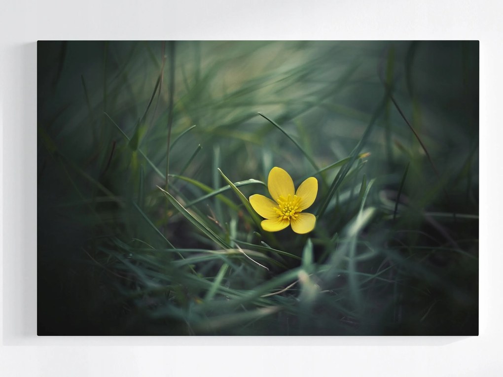 Poszter Kert Rét Fű Sárga Virág Tavasz Természet 60x40