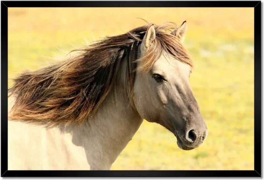Poszterek keretben 60x40 Lófej