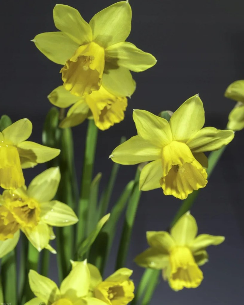 Poszter 40x50cm Nárciszok, Assaf Frank