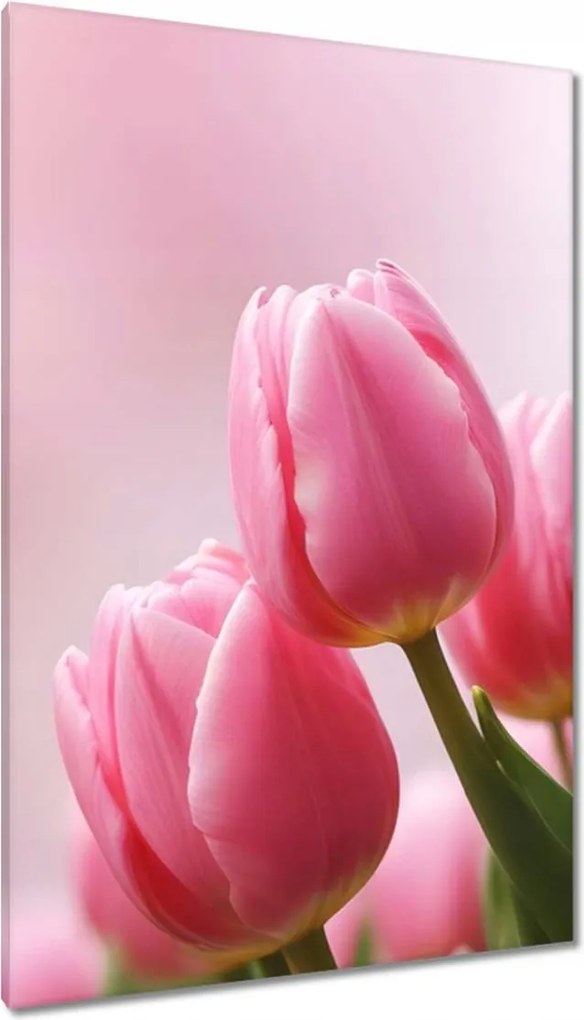 Vászonkép 80x120 Rózsaszín tulipánok