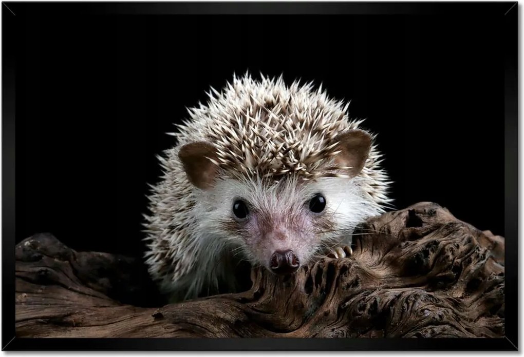 Poszterek keretben 60x40 Okos sündisznó az ágon