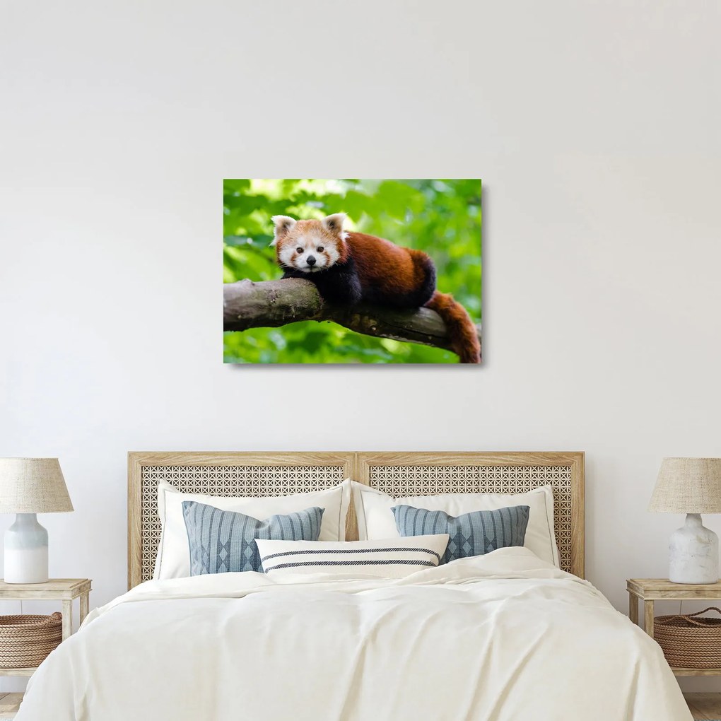 A vörös panda képe (üvegen) (70x50 cm)