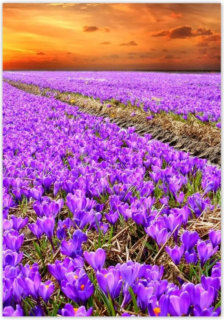 Poszterek 70x100 A krókuszok tengere