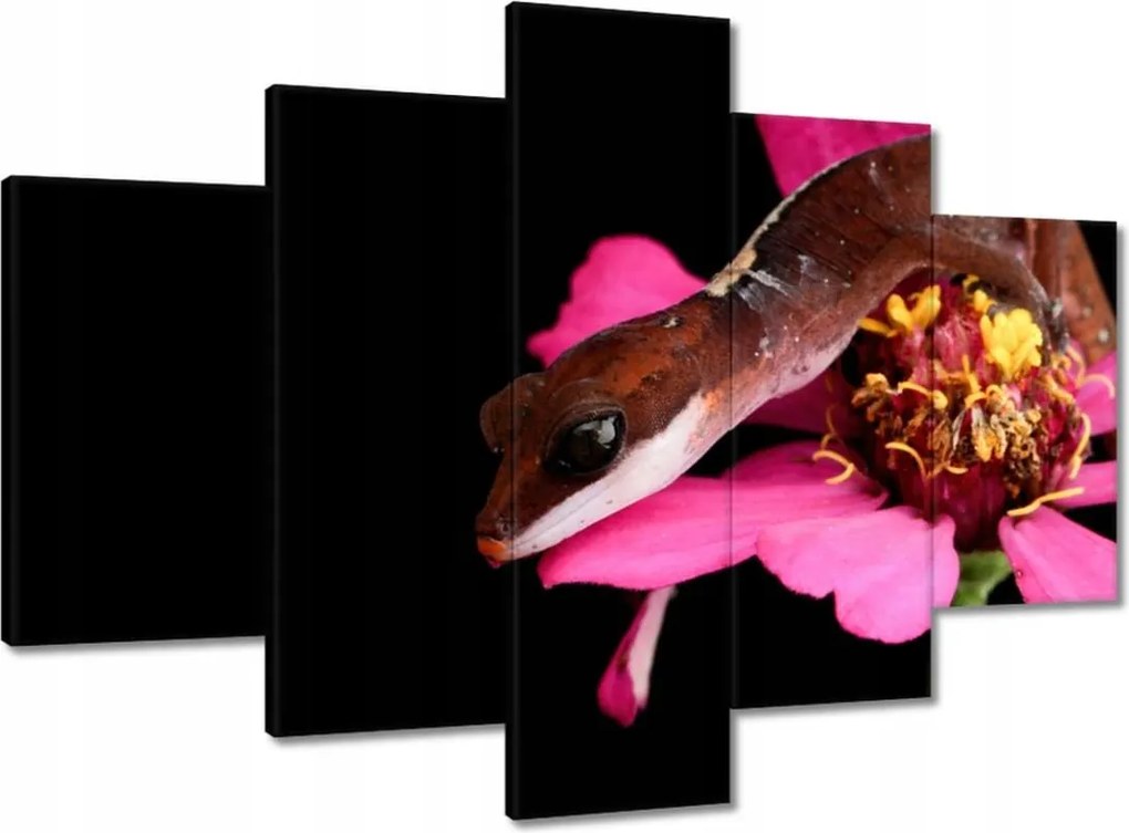 Képek 150x105 Kígyó gekkó a virágon