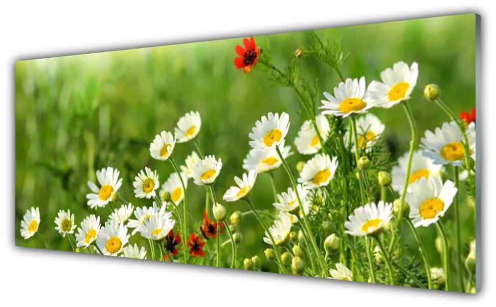 Akrilüveg fotó Daisy növény természet 100x50 cm