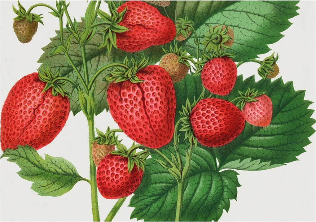 Flizelin tapéta Flizelin Fali Prémium Nyári gyümölcsök 208x146 Ragasztó