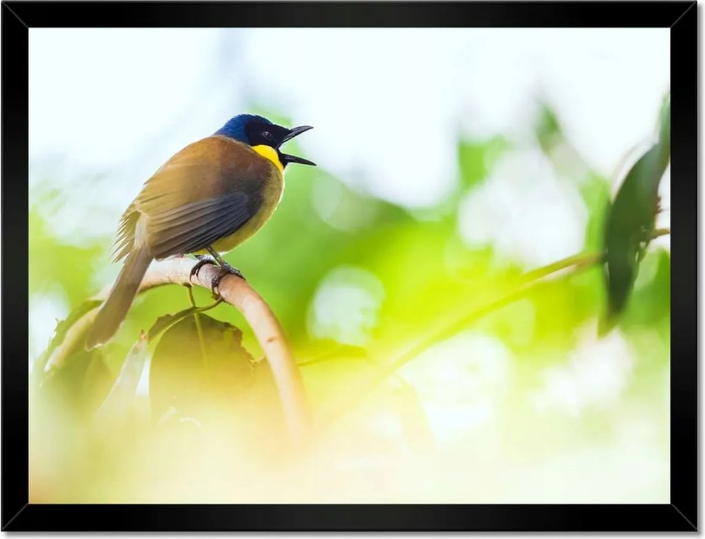 Poszterek keretben 40x30 Madarak