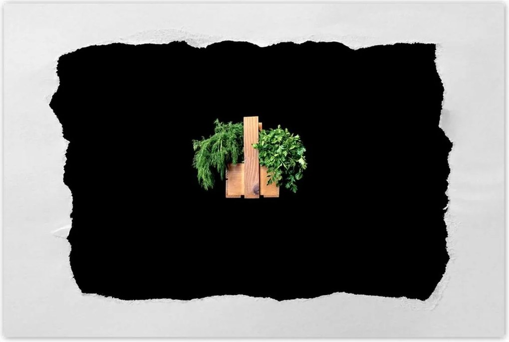 Poszterek 90x60 Petrezselyem kapor gyógynövények