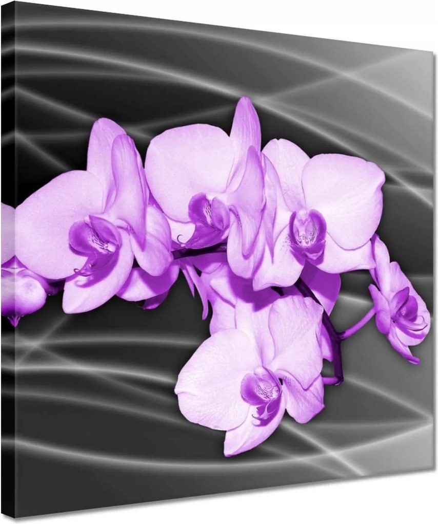 Vászonkép 30x30 Szép orchidea virág