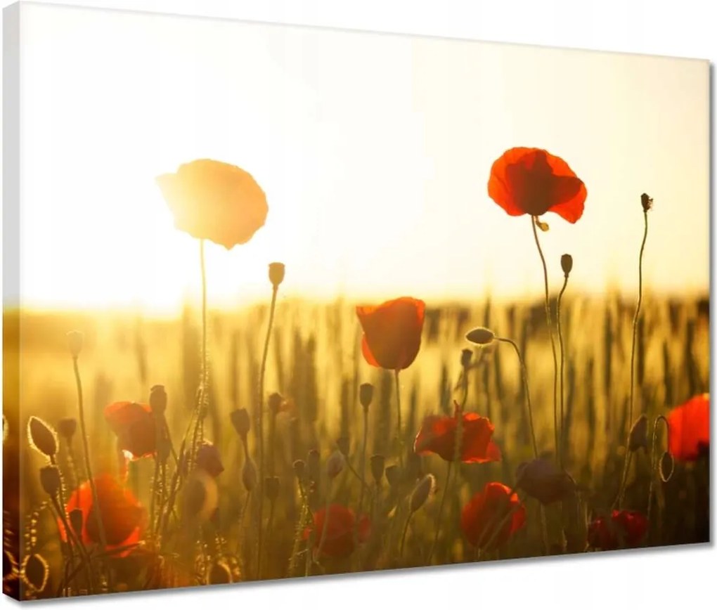 Vászonkép 40x30 Pipacsok napfelkeltekor
