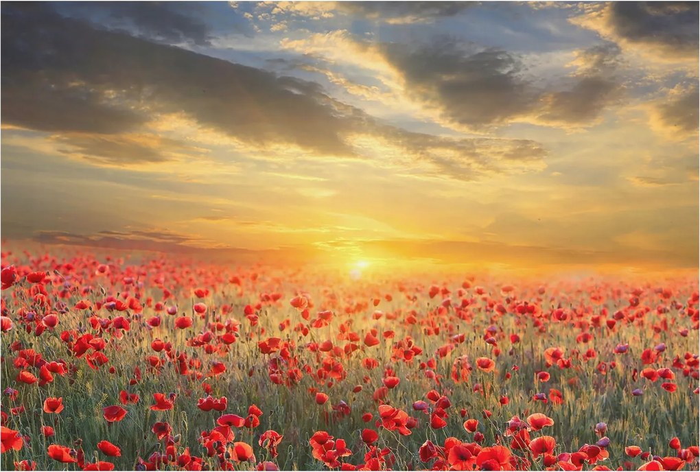 Fotótapéta Flizelina Nappali és Hálószoba Irodába Pipacs mező 104x70 Ragasztó