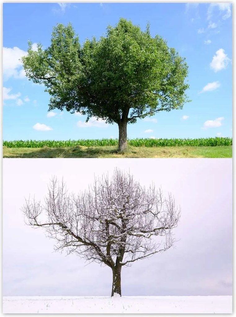 Poszterek 100x135 Négy évszak Fa