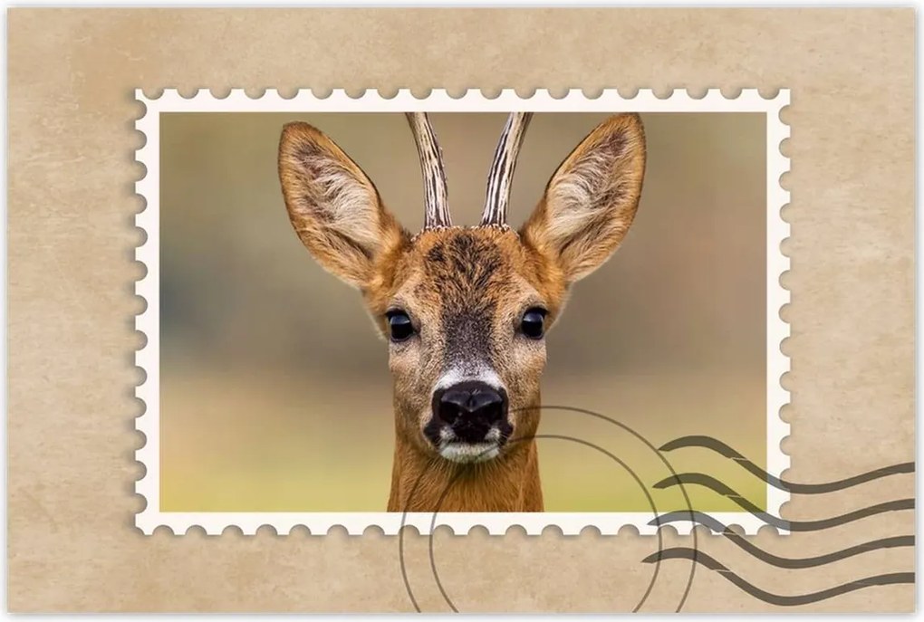 Poszterek 90x60 Kecske úr szarvak