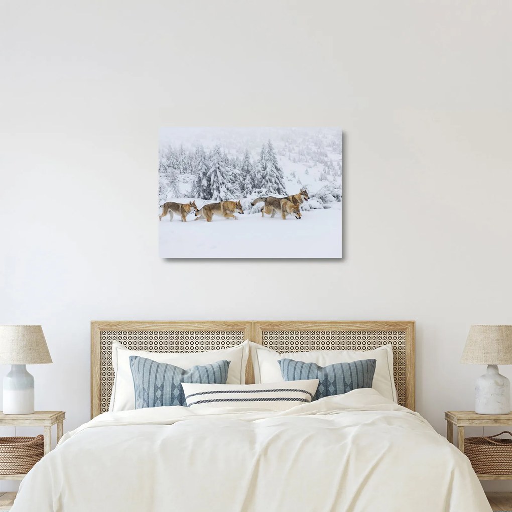Üveg kép - Farkasok a hegyekben (70x50 cm)