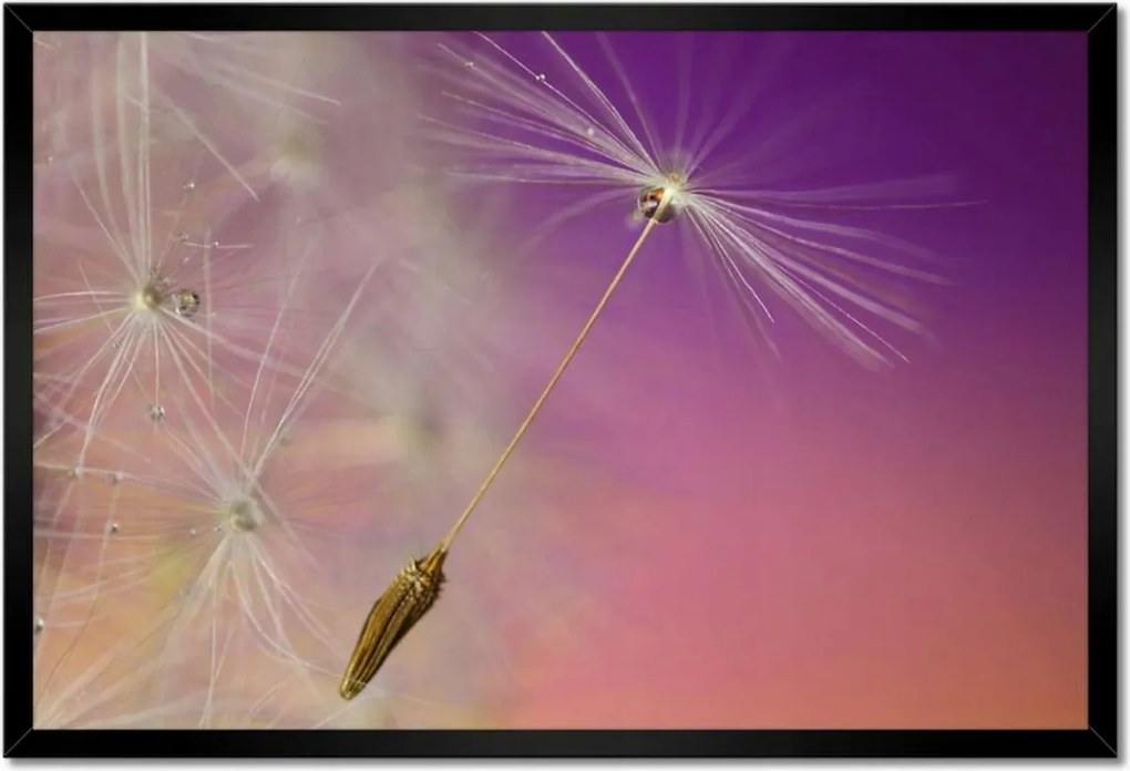 Poszterek keretben 60x40 Pitypang Virág Virágok