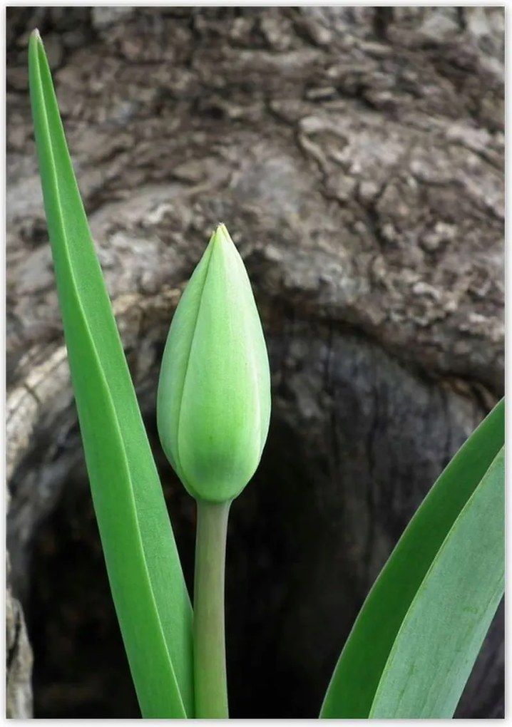 Poszterek 70x100 Zöld tulipán