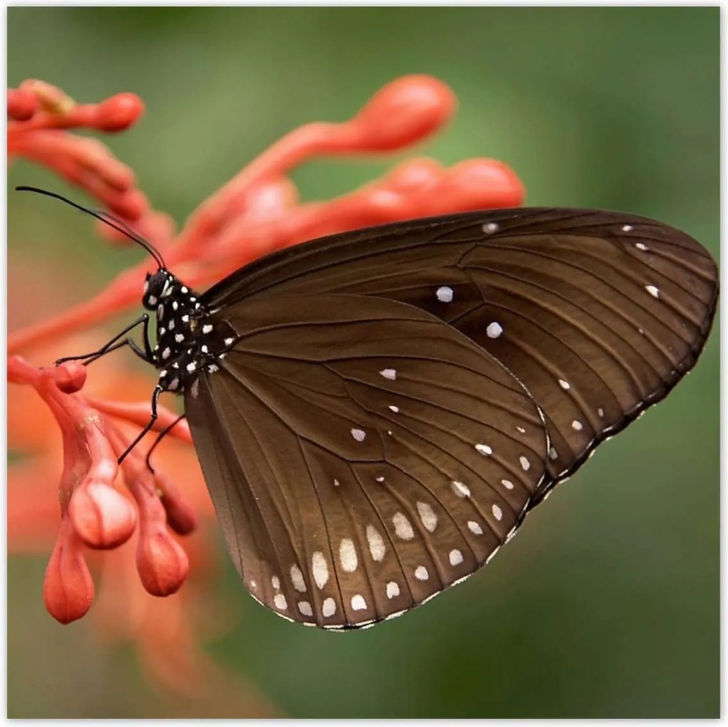 Poszterek 70x70 Barna pillangó