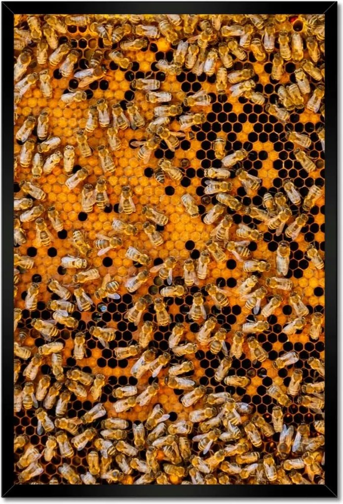 Poszterek keretben 40x60 Édes méz szelet