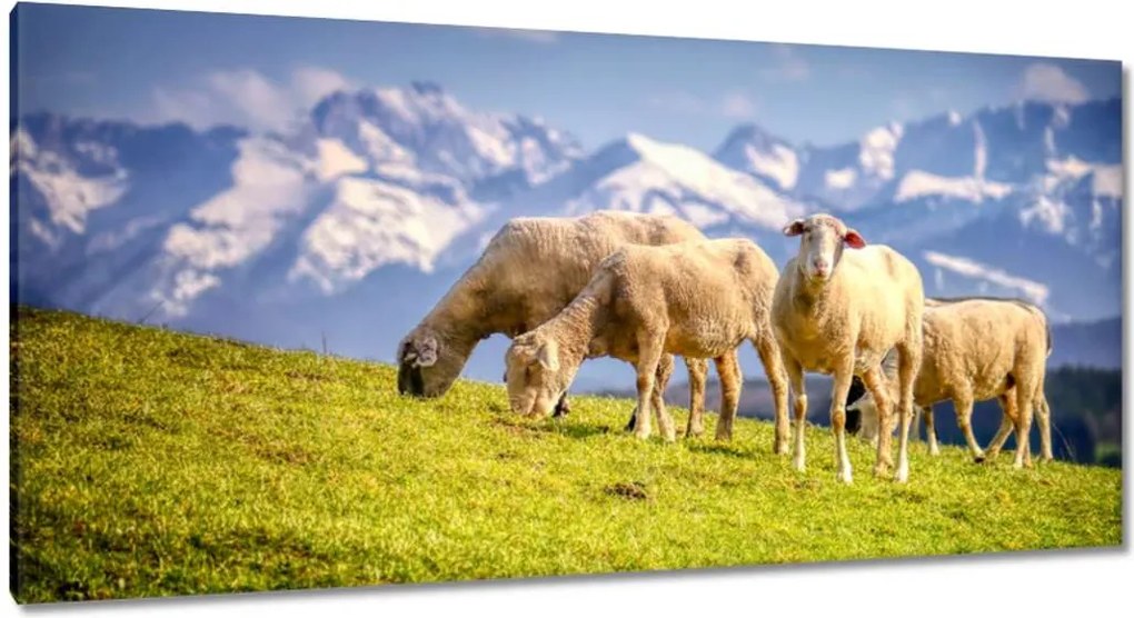 Vászonkép 115x55 Juh legeltetés Bárányok