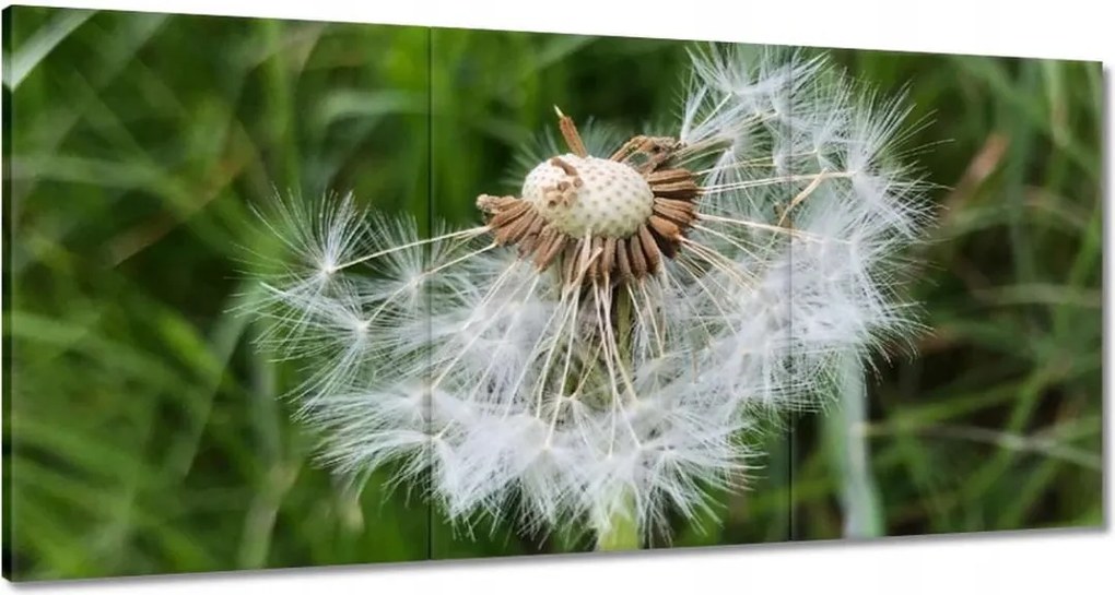 Vászonkép 180x90 Pitypang Virág Virágok