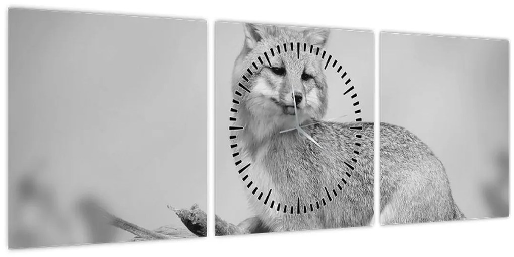 Kép - Szürke róka (órával) (90x30 cm)